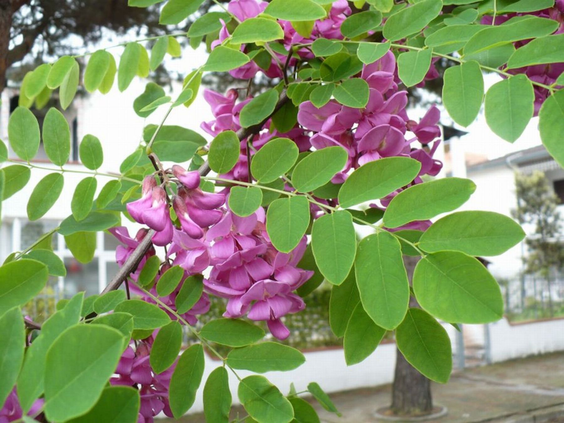 Robinia margaretta